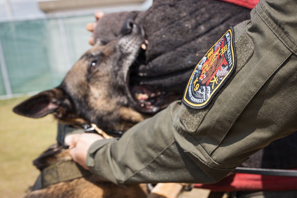 Military Working Dog Training