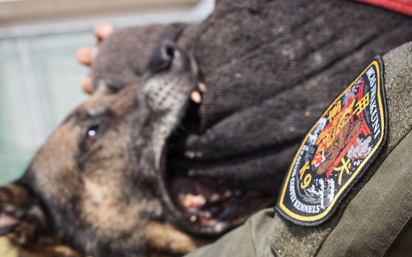 Military Working Dog Training