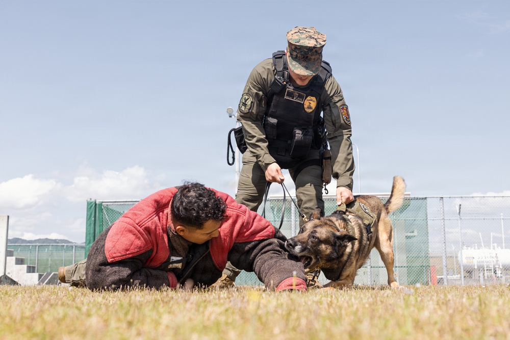 Military Working Dog Training