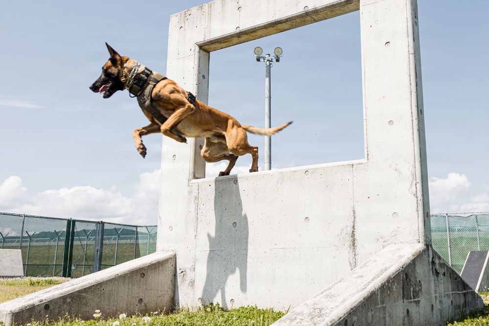 Military Working Dog Training