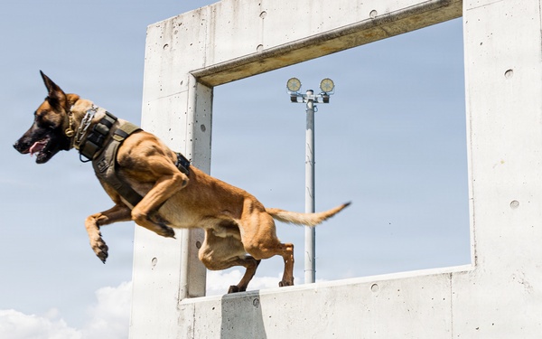 Military Working Dog Training