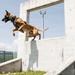 Military Working Dog Training