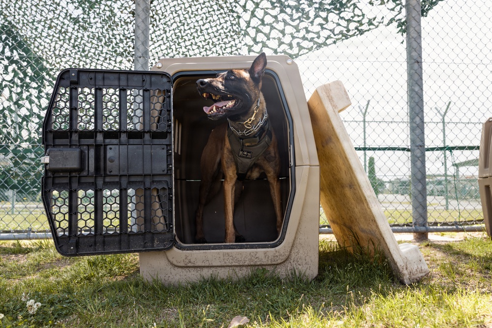 Military Working Dog Training