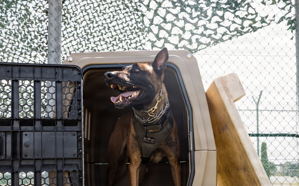 Military Working Dog Training