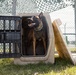 Military Working Dog Training