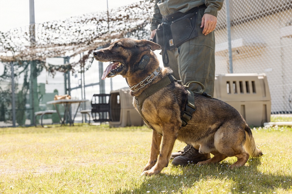 Military Working Dog Training