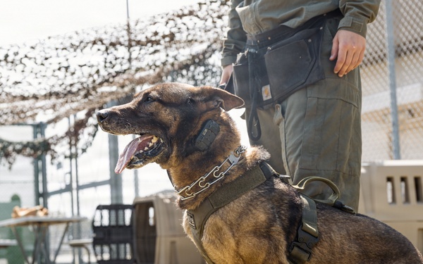 Military Working Dog Training