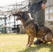 Military Working Dog Training