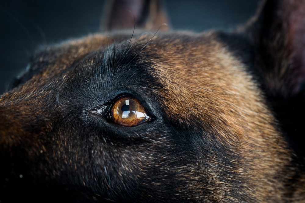 Military Working Dog Training