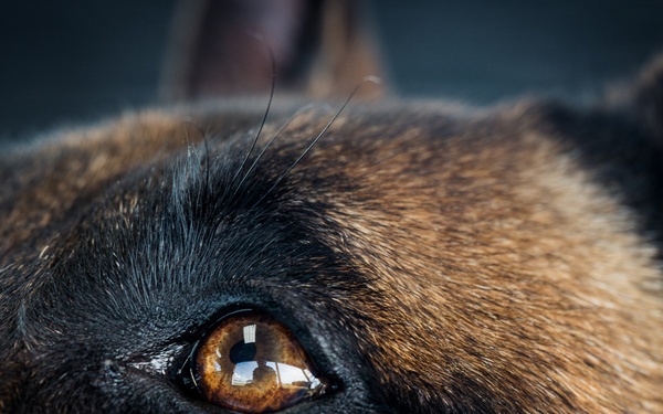 Military Working Dog Training