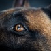 Military Working Dog Training