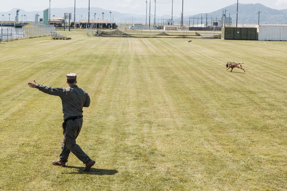 Military Working Dog Training