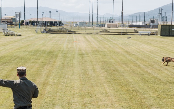 Military Working Dog Training