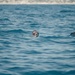 Recon Marines, French Foreign Legionnaires demonstrate amphibious capabilities during 2-kilometer surface swim in France