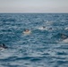 Recon Marines, French Foreign Legionnaires demonstrate amphibious capabilities during 2-kilometer surface swim in France