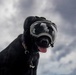 Lady Boxer Observes Ship’s Transit