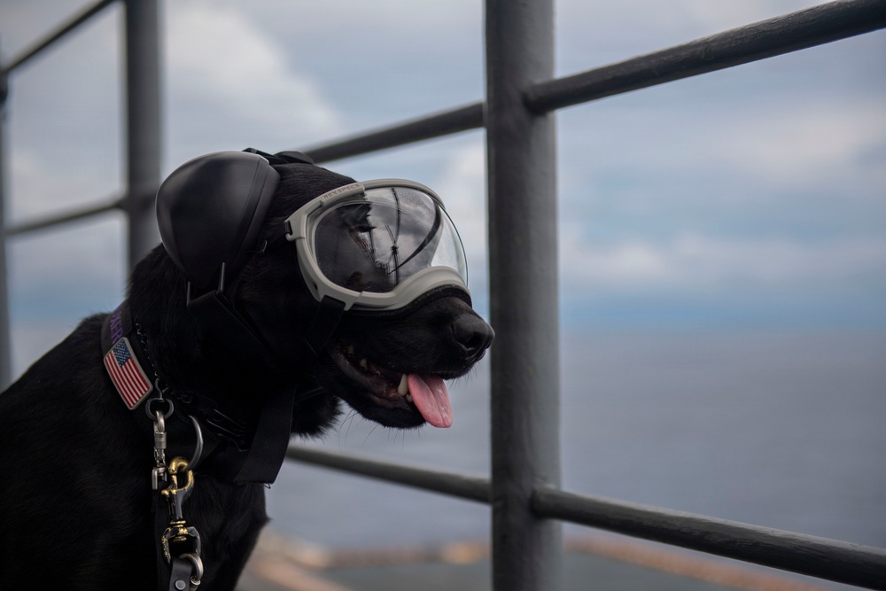 Lady Boxer Observes Ship’s Transit