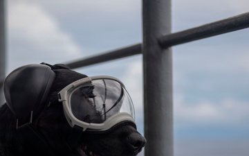 Lady Boxer Observes Ship’s Transit