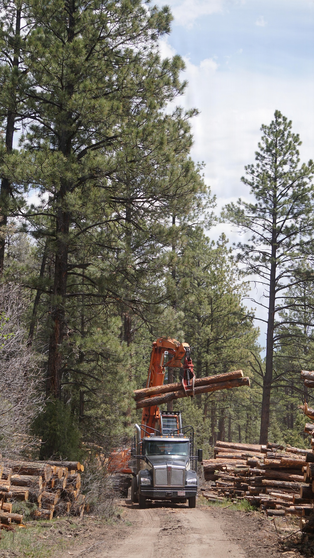 Timber Harvesting and Transport on the Carson National Forest