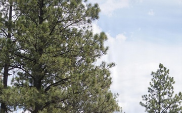 Timber Harvesting and Transport on the Carson National Forest