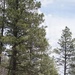 Timber Harvesting and Transport on the Carson National Forest