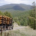 Timber Harvesting and Transport on the Carson National Forest
