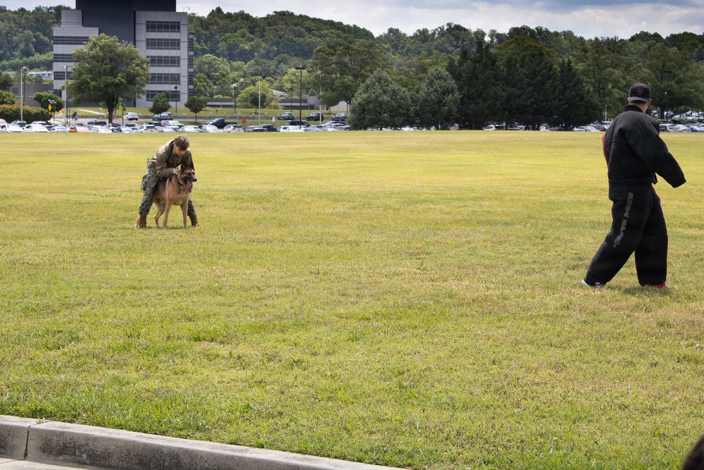 NDW Military Working Dog Team Demonstrates Capabilities for WJZ-TV
