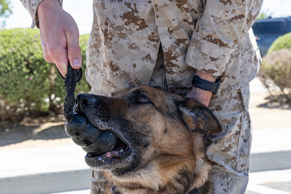 USMC K9 handlers give a demo at the Help Yourself, Help Your Neighbor event