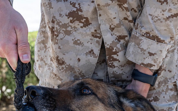 USMC K9 handlers give a demo at the Help Yourself, Help Your Neighbor event