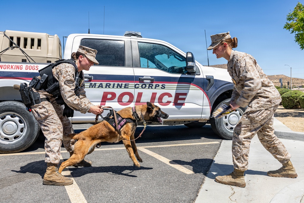 USMC K9 handlers give a demo at the Help Yourself, Help Your Neighbor event