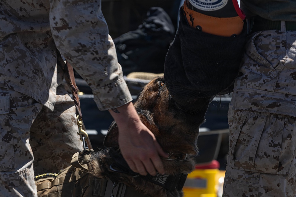 USMC K9 handlers give a demo at the Help Yourself, Help Your Neighbor event