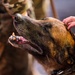 374 SFS bids farewell to military working dogs
