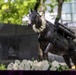 MARFORK Attends Staff Sgt. Reckless Wreath-Laying Ceremony