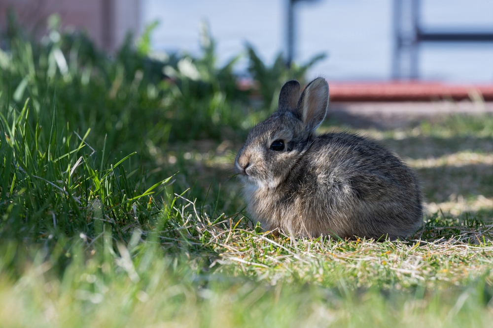 Ellsworth Air Force Base Wildlife