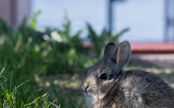 Ellsworth Air Force Base Wildlife
