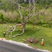Crews Begin Clearing Marpi's Storm Debris