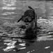 1st Special Forces Group (Airborne) conducts Maritime Assessment Course familiarization
