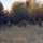 Ivy Mass - Piñon Canyon Maneuver Site Ivy Mass - Piñon Canyon Maneuver Site