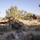 Ivy Mass - Piñon Canyon Maneuver Site Ivy Mass - Piñon Canyon Maneuver Site