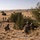 Ivy Mass - Piñon Canyon Maneuver Site Ivy Mass - Piñon Canyon Maneuver Site