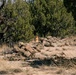 Ivy Mass - Piñon Canyon Maneuver Site