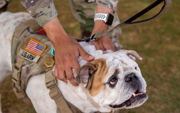 A Farewell to Duke Chester XI