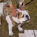A Farewell to Duke Chester XI