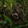 Candidates Push Through Final Jungle Obstacles During JOTC-P Candidates Push Through Final Jungle Obstacles During JOTC-P