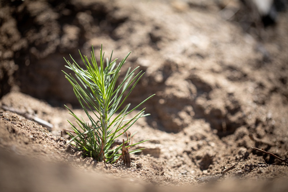Caldor Fire Reforestation Work Continues Across Eldorado National Forest