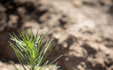 Caldor Fire Reforestation Work Continues Across Eldorado National Forest