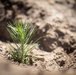 Caldor Fire Reforestation Work Continues Across Eldorado National Forest