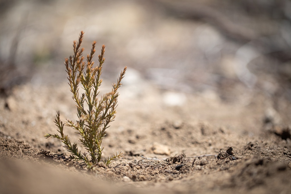 Caldor Fire Reforestation Work Continues Across Eldorado National Forest