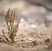 Caldor Fire Reforestation Work Continues Across Eldorado National Forest