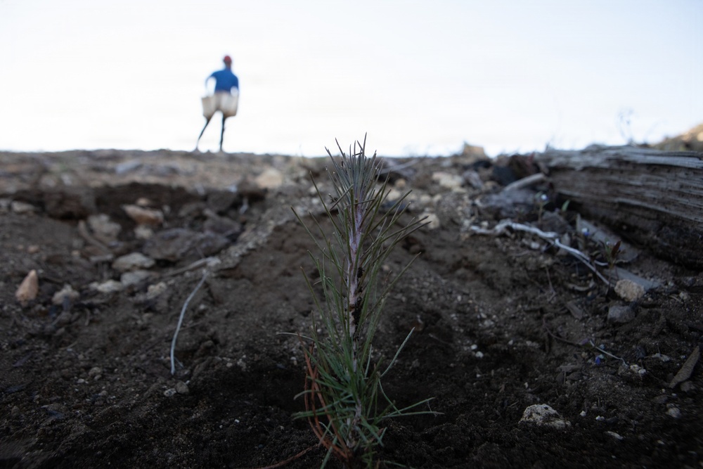 Caldor Fire Reforestation Work Continues Across Eldorado National Forest